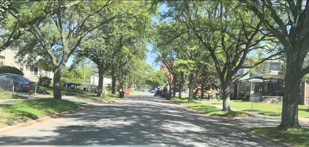 Tree-lined residential street in Northwest Goldberg